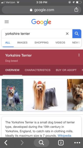 mobile screenshot showing search results for Yorkshire terrier